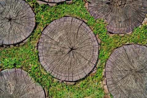 A cut of a tree as a background for artists Stock Photos