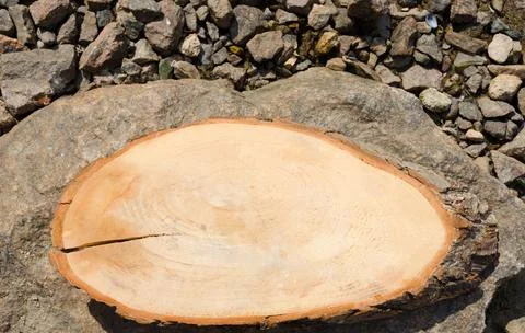 A cut of a tree on a background of stones. Stock Photos
