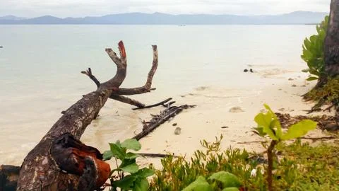 Cut Tree at the Beach Foto stock