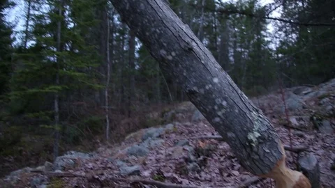 Cut Tree from Beaver 스톡 동영상 79584953