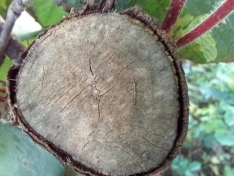 Cut tree branch Foto stock