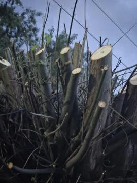 Cut tree branches and logs in evening. Stock Photos