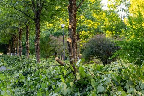 Cut tree branches and pruned trunks in sunny park setting Stock Photos