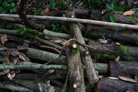 Cut tree branches. firewood close-up Stock Photos