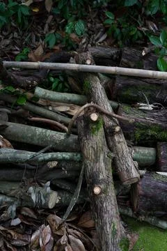 Cut tree branches firewood close-up Stock Photos