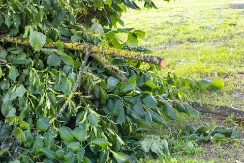 Cut tree branches with green leaves and yellow lichen on grass Stock Photos