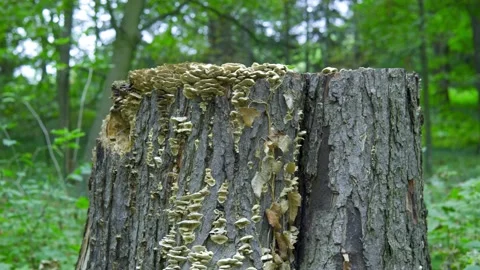 Cut tree close up with mushroom, green nature background Stock-Footage 208859248