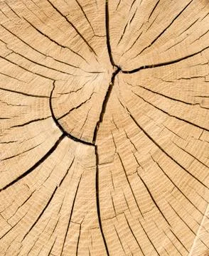 Cut tree cracked rings Foto stock