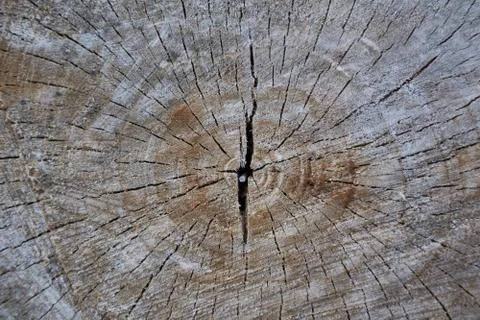 Cut of a tree with cracks Stock-Fotos