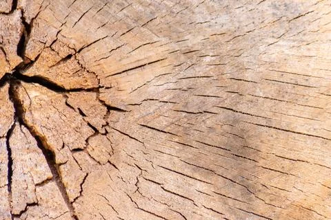 Cut tree disc of construction wood after deforestation stacked as woodpile Foto stock