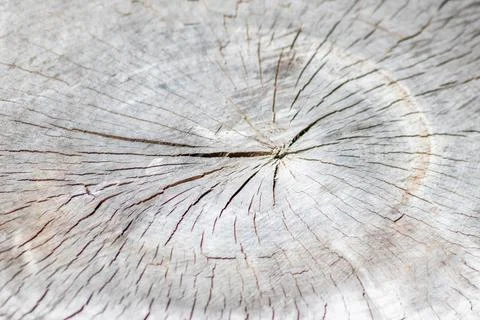 Cut tree disc of construction wood after deforestation stacked as woodpile Foto stock