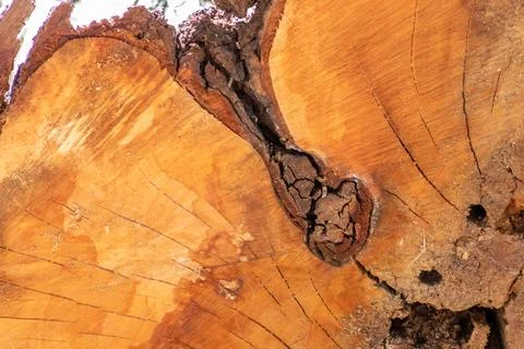 Cut tree disc of construction wood after deforestation stacked as woodpile Foto stock
