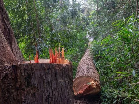 Cut tree eucaliptus deforestation Stock Photos