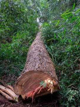 Cut tree eucaliptus deforestation Stock Photos