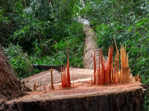 Cut tree eucaliptus deforestation Stock Photos