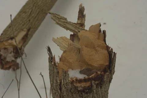 Cut Tree with Fallen Branch in Winter Forest Closeup Stock Photos