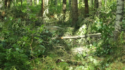 Cut Tree Falling in Mixed Forest Stock Footage 36087748