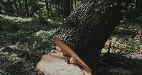 The cut tree falls. Deforestation for sa... | Stock Video | Pond5