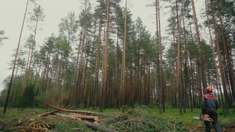 A cut tree falls to the ground. Lumberjack and his work in the forest. Stock Footage 233904974