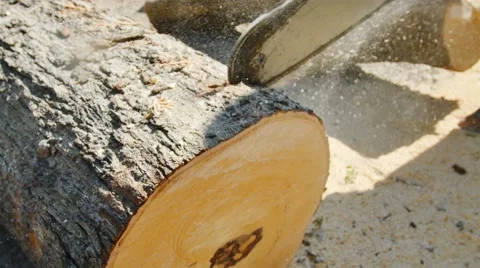 Cut tree Stock Footage 59078619