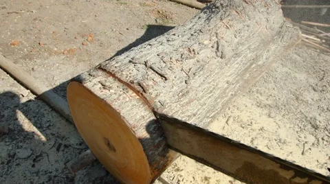 Cut tree Stock Footage 59105019