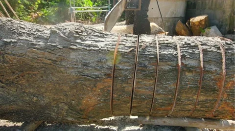 Cut tree Stock Footage 59106463
