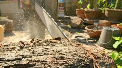 Cut tree Stock Footage 59107869