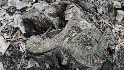 Cut Tree In A Forest Stock Footage 96656397