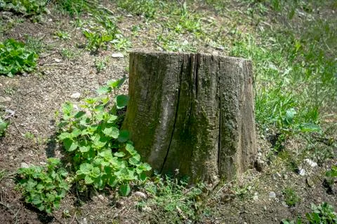 Cut tree in the forest, green background Stock Photos