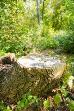 Cut Tree in the Forest Фото