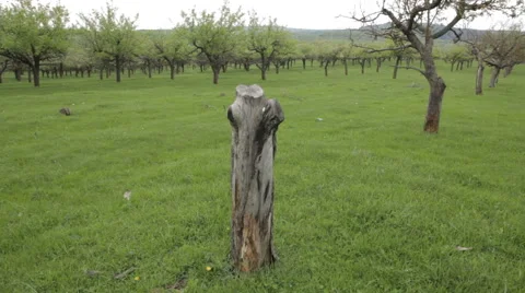 Cut tree, handheld shot, deforestation  库存影片 62780068