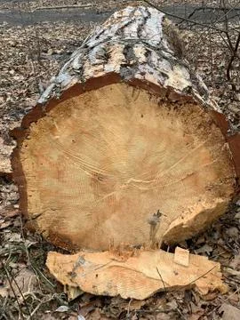 Cut tree lies on the ground, close-up. Perennial pine is pruned under the roo Stock Photos
