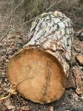 Cut tree lies on the ground, close-up. Perennial pine is pruned under the roo Stock Photos