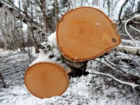 A cut of a tree of a log of a birch close up Stock Photos