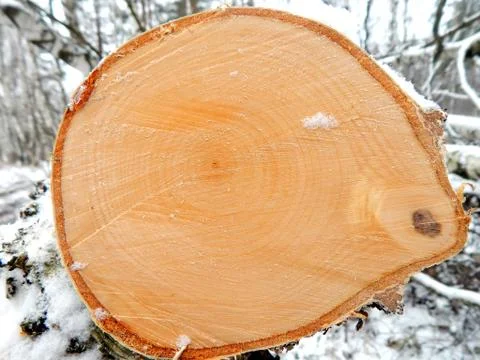A cut of a tree of a log of a birch close up Stock Photos