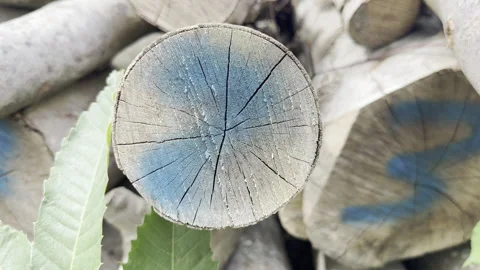 Cut tree log blue paint detail Stock Footage 341833450