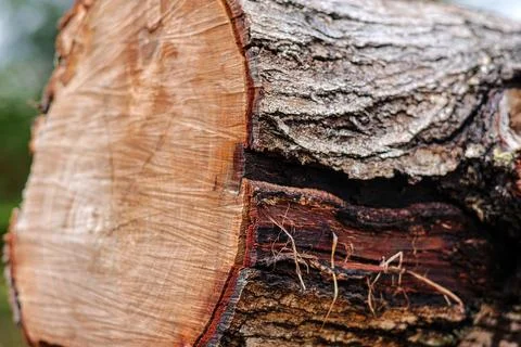 Cut tree log cross section. Photos