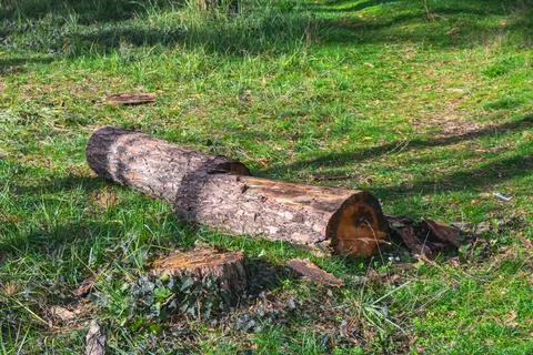 Cut tree log lying on green grass illuminated by soft sunlight in a quiet f.. Stock-Fotos