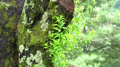 Cut Tree Log in Mountain Village Landscape 스톡 동영상 316892453