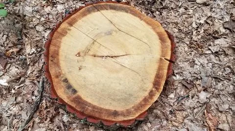 Cut tree log or stump with brown leaves Stock Photos