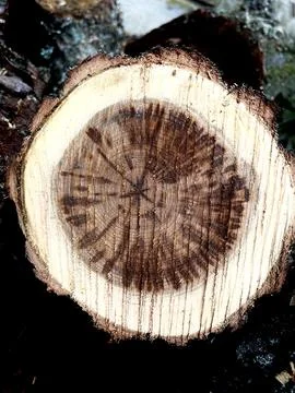 Cut of a tree log Stock-Fotos