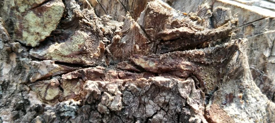 Cut Tree Log With Visible Axe Cut Marks in Nature Stock Photos
