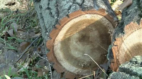 Cut tree logs 스톡 동영상 12577728
