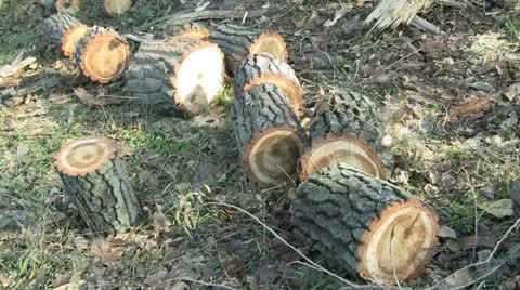 Cut tree logs 動画素材 12577787