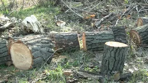 Cut tree logs 스톡 동영상 12664235