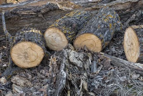 Cut Tree Logs In Forest Pile Stock Photos