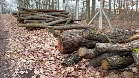 Cut Tree Logs Lying In The Foliage By The Forest Path. Winter No Snow. Stock Footage 264141989