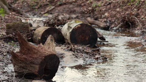 Cut tree logs lying in middle of flowing forest stream 動画素材 334221388