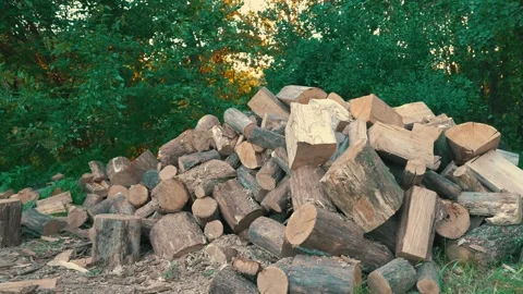 Cut Tree Logs Pile for Commercial Lumber Processing | Raw Timber Stock in Forest Stock Footage 315603043