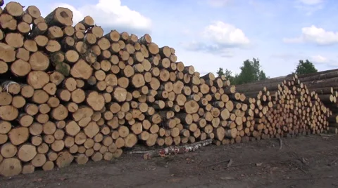Cut tree logs stack on field near forest Stock Footage 40323916